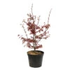 Acer Palmatum Skeeter's Broom :C7L H.60/80cm -Cactus Jardin Soldes Magasin 748303 2076214