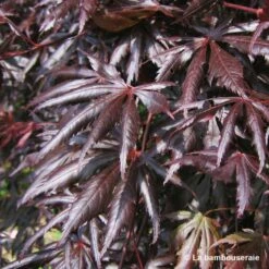 Acer Palmatum Trompenburg :C3L H.40/60cm -Cactus Jardin Soldes Magasin 748306 003