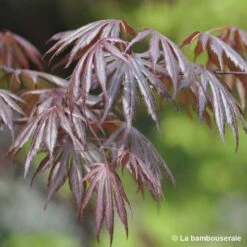 Acer Palmatum Trompenburg :C7L H.60/80cm -Cactus Jardin Soldes Magasin 748308 001