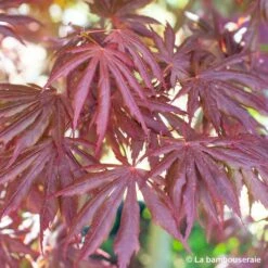 Acer Palmatum Trompenburg :C7L H.60/80cm -Cactus Jardin Soldes Magasin 748308 004