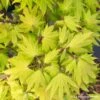 Acer Shirasawanum Autumn Moon : C5L H30/40cm -Cactus Jardin Soldes Magasin 748316 003
