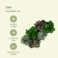 Box 3 Plantes D'intérieur - H20cm, ø12cm - Plantes D'intérieur -Cactus Jardin Soldes Magasin 7484875134665985