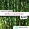 300 X Bambou Fargesia Pingwu En Godet -Cactus Jardin Soldes Magasin 78671ce760fab6d3