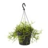 Rhipsalis Mix : Suspension D17cm 1 Rhipsalis Mix : Suspension D17cm -Cactus Jardin Soldes Magasin 789740 002