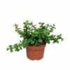 Portulacaria Afra - H25cm, ø10,5cm - Plante D'intérieur -Cactus Jardin Soldes Magasin 7a42b2909e77d20f
