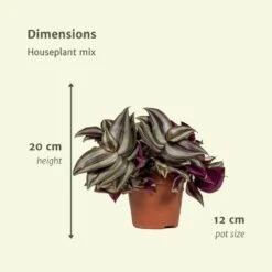 Box 3 Plantes D'intérieur - H20cm, ø12cm - Plantes D'intérieur -Cactus Jardin Soldes Magasin 80e3bcb46ab6a270