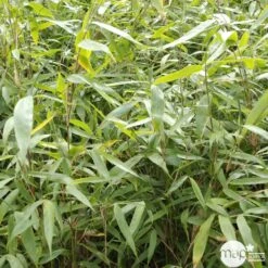 Bambou Non-traçant Fargesia Robusta 'Pingwu': Pot De 5 Litres -Cactus Jardin Soldes Magasin 814657 001