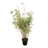Bambou Non-traçant Fargesia Scabrida 'Asian Wonder': Pot De 5 Litres -Cactus Jardin Soldes Magasin 814658 001