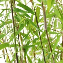 Bambou Non-traçant Fargesia Nitida 'Red Dragon': Pot De 12 Litres -Cactus Jardin Soldes Magasin 814666 002