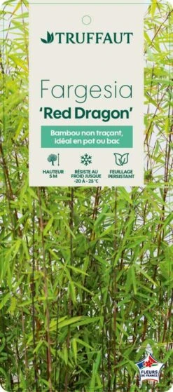 Bambou Non-traçant Fargesia Nitida 'Red Dragon': Pot De 12 Litres -Cactus Jardin Soldes Magasin 814666 003