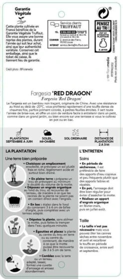 Bambou Non-traçant Fargesia Nitida 'Red Dragon': Pot De 12 Litres -Cactus Jardin Soldes Magasin 814666 004