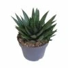 Gasteria - H25, ø17cm - Plantes D'intérieur Facile D'entretien -Cactus Jardin Soldes Magasin 816c109d2960bb84