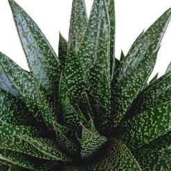 Gasteria - H25, ø17cm - Plantes D'intérieur Facile D'entretien -Cactus Jardin Soldes Magasin 818ffe401a08ccd6
