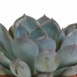 Echeveria Et Leurs Caches-pots Terracotta, Box De 3 Plantes - H12cm, ø9,5cm - Plantes D'intérieur -Cactus Jardin Soldes Magasin 820632fa87eaa260