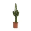Euphorbia Erythrea : Pot D19 X H80cm 1 Euphorbia Erythrea : Pot D19 X H80cm -Cactus Jardin Soldes Magasin 827295 001