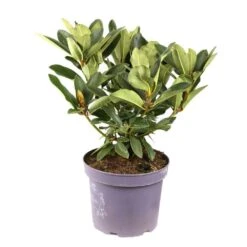 Rhododendron Inkarho Dufthecke : Pot 5L -Cactus Jardin Soldes Magasin 828687 001