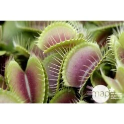 Attrape-mouches : Ø12cm, Pot -Cactus Jardin Soldes Magasin 85271 001