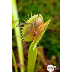 Attrape-mouches : Ø12cm, Pot -Cactus Jardin Soldes Magasin 85271 003