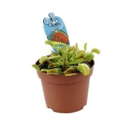 Attrape-mouches : Ø12cm, Pot -Cactus Jardin Soldes Magasin 85271 008