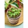 Attrape-mouches : Ø12cm, Pot -Cactus Jardin Soldes Magasin 85271 012