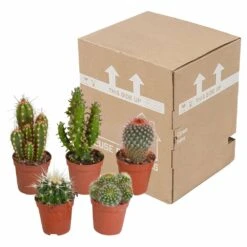 Cactus, Box De 5 Plantes - H8cm, ø5,5cm - Plantes D'intérieur -Cactus Jardin Soldes Magasin 855b4e225476998c