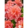 Azalea Mollis Trevarez Pot 7,5L 2 Azalea Mollis Trevarez Pot 7,5L -Cactus Jardin Soldes Magasin 858101 002