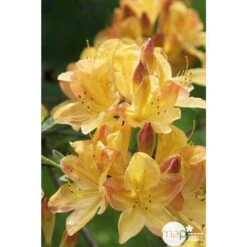 Azalea Mollis Trevarez Pot 7,5L -Cactus Jardin Soldes Magasin 858101 003