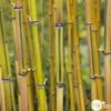 Bambou Moyen Phyllostachys Aureosulcata 'Spectabilis' 150/200 :pot 18L -Cactus Jardin Soldes Magasin 873216 001