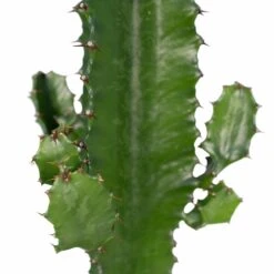 Euphorbia Acrurensis - H50cm, ø17cm - Grande Plante D'intérieur -Cactus Jardin Soldes Magasin 89c7b00cb965e343