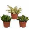 Crassula, Box De 3 Plantes - H15cm, ø10,5cm - Plantes D'intérieur -Cactus Jardin Soldes Magasin 8e7c80bb5dcb1cca
