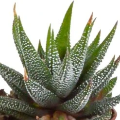 Gasteria, Haworthia, Box De 5 Plantes - H12cm, ø5,5cm - Plantes D'intérieur -Cactus Jardin Soldes Magasin 8f6303b2df7c9f36