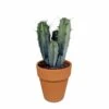 Myrtillocactus Et Son Cache-pot En Terracotta - H40cm, ø17cm - Plante D'intérieur -Cactus Jardin Soldes Magasin 8fca0c9de4ef5996