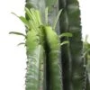 Euphorbe Erythrea H170cm : Pot Ø35cm -Cactus Jardin Soldes Magasin 906240 002