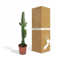 Euphorbia Acrurensis - H50cm, ø17cm - Grande Plante D'intérieur -Cactus Jardin Soldes Magasin 9085af23248e93ea