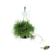 Rhipsalis Oasis, Suspension D17cm -Cactus Jardin Soldes Magasin 908707 001