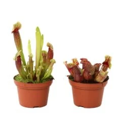Cactus Jardin Soldes Magasin -Cactus Jardin Soldes Magasin 908892 001