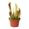 Sarracenia Mix Pot D12cm 2 Sarracenia Mix Pot D12cm -Cactus Jardin Soldes Magasin 908892 002