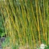 Bambou Moyen Phyllostachys Bissetii: Pot De 10 Litres 1 Bambou Moyen Phyllostachys Bissetii: Pot De 10 Litres -Cactus Jardin Soldes Magasin 911946 1704418