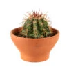 Cactus: Coupe D15cm 1 Cactus: Coupe D15cm -Cactus Jardin Soldes Magasin 925813 1442023
