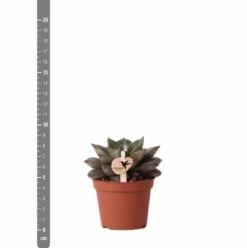 Echeveria Purpusorum - H9cm, ø6cm - Plante D'intérieur -Cactus Jardin Soldes Magasin 93d4d1b512e566d1