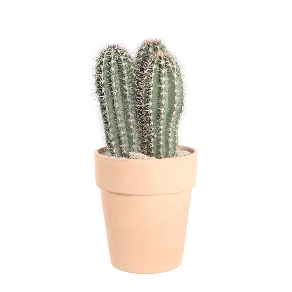 Cactus Mix : Pot Ø27 Cm 2 Cactus Mix : Pot Ø27 Cm