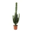 Euphorbe Erythrea : Pot Ø27 Cm -Cactus Jardin Soldes Magasin 953625 002
