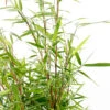 Bambou Non-traçant Fargesia 'Asian Wonder':pot 10L -Cactus Jardin Soldes Magasin 954345 1455799