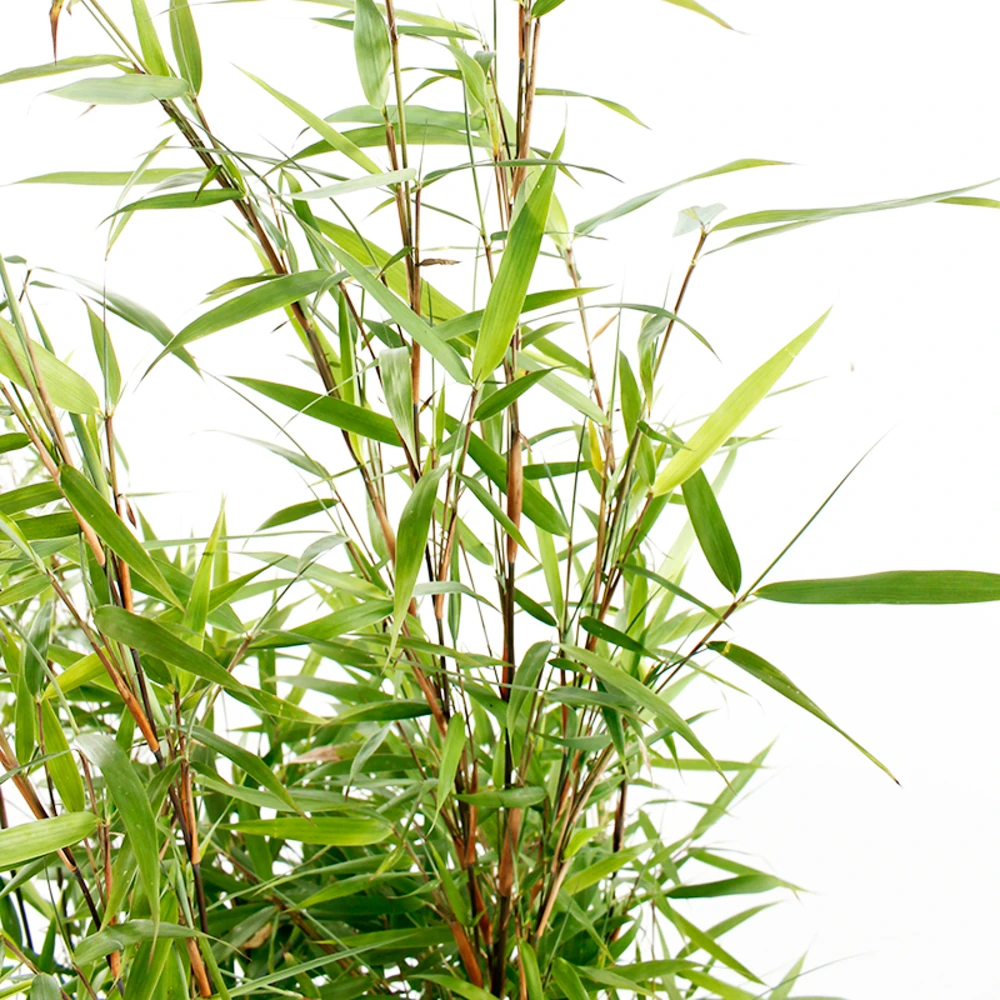 Bambou Non-traçant Fargesia 'Asian Wonder':pot 10L 3 Bambou Non-traçant Fargesia 'Asian Wonder':pot 10L