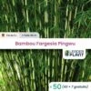 50 X Bambou Fargesia Pingwu En Pot De 5 L -Cactus Jardin Soldes Magasin 95698b81a9c59082