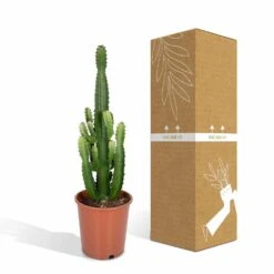 Euphorbia Acrurensis - H80cm, ø24cm - Grande Plante D'intérieur -Cactus Jardin Soldes Magasin 961446c69616177c