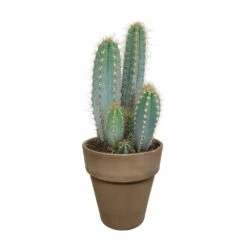 Pilosocereus Azureus Et Son Cache-pot Marron - H40cm, ø17cm - Plante D'intérieur -Cactus Jardin Soldes Magasin 963343ed4487e29a