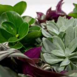 Box 6 Plantes D'intérieur - H20cm, ø12cm - Plantes D'intérieur -Cactus Jardin Soldes Magasin 983a3b72228d5787