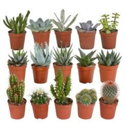 Cactus Et Succulentes, Box De 15 Plantes - H8cm, ø5,5cm - Plantes D'intérieur