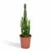 Euphorbia Acrurensis - H80cm, ø24cm - Grande Plante D'intérieur -Cactus Jardin Soldes Magasin 9b4030fe0c5044dd